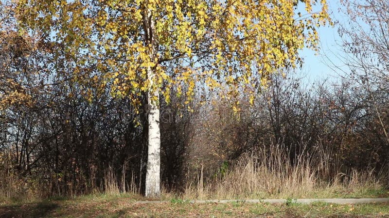 Предпосылка дерева желтой березы в парке